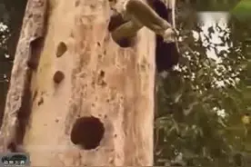 啄木鸟疯了，硬是要去啄蛇，被咬惨视频封面