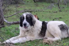 哈萨克斯坦牧民饲养的狗狗，这些牧羊犬长得真心帅气！视频封面