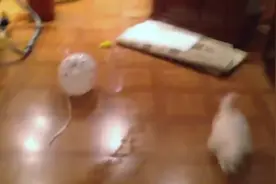 主人给狗狗买了个气球，看它这害怕的样子，走路都绕着走！