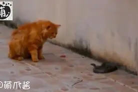 乡下院子跑进一条蛇，猫猫激斗响尾蛇，看的胆战心惊视频封面