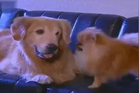 这两个狗狗竟然在谈恋爱，实在太虐狗了