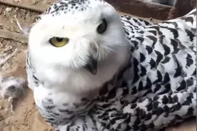 猫头鹰下了六个鸟蛋，主人想摸摸，它大怒：摸坏了你赔的起吗？