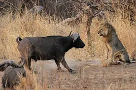 雄狮捕杀野牛幼崽后，惨遭野牛群围攻并最终丧命！图片