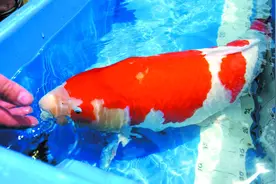 做好这九点鱼儿少生病(2)图片