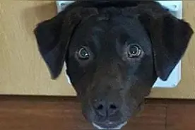 虽然不会轻易“狗带”但很轻易就会“卡带”，论作死狗是怎样养成图片