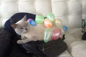 14只"遇上气球就会瞬间从霸气模样变成搞笑谐星"的傻萌喵星人图片