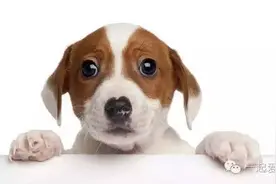 狗狗真的可以喝牛奶吗？图片