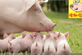 猪场拆迁补偿款你领了吗图片