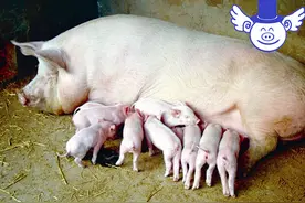 母猪养得好赚钱少不了，浅谈母猪健康催乳的三大妙招！图片