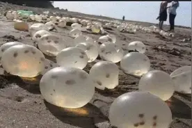 海滩上出现很多透明的蛋，走进观察后让人惊讶！图片
