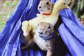 人尽可友？土拨鼠的节操已掉一地！图片