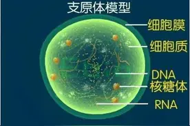 支原体并不都是致病的图片