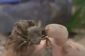 山上的螃蟹能吃么？