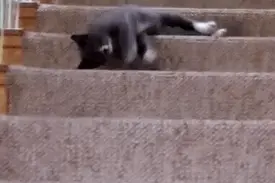 现在的猫咪都这样子下楼梯吗？图片