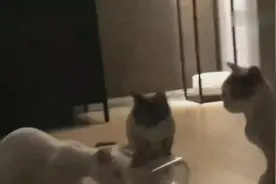 主人把猫粮放在瓶子里，小猫要吃怎么都掏不出来，太坏了视频封面