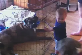 面对霸道的小主人，杜高犬的反应让人心疼视频封面