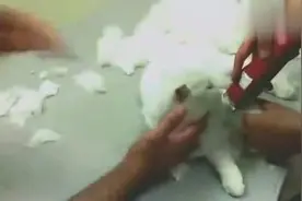 猫咪毛发太长，主人受不了带去宠物店修剪，不料剪完后竟变这么萌