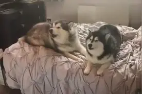 主人突然学狼叫一声，两只大胖阿拉斯加的反应笑翻众人