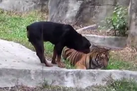 将老虎和狗狗关在一起，之后发生意想不到的事！老虎整个懵了视频封面