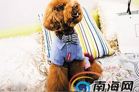 95后男孩给宠物美容 称此工作为世界最“萌”图片