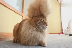 宠物视频：主人给猫咪换了个造型，看这忧伤的小眼神，不满意咋的