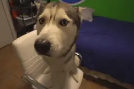 精怪的哈士奇！还学会玩电脑了啊！这狗狗真是聪明的过头了啊