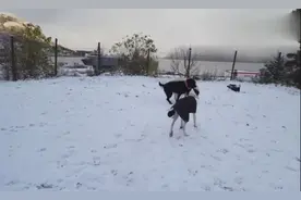 拉布拉多单挑金毛，旁边的狗狗却过来抢镜！