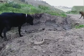 狗狗在野外抓蛇，大黄狗冲上一口，惊喜来得太突然，表情亮瞎了