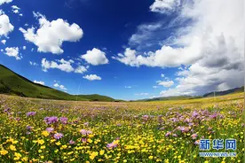 这个夏天到红色草原看 “中国最美草原花海” 俄么塘图片