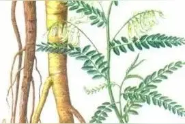 探秘中医 | 药材篇：补药之长——黄芪图片