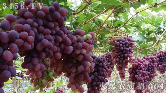 土壤调理剂有啥用？哪些土壤该用它了？