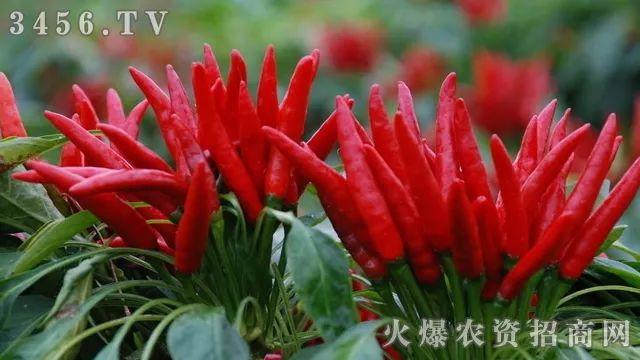 土壤调理剂有啥用？哪些土壤该用它了？