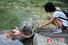 长沙动物园游客趣度端午：喂狮子老虎吃爱心肉粽图片