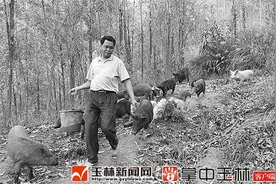 容县农民山中养野猪 猪肉100元/公斤供不应求图片
