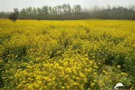 山东交通学院油菜花海遭游客“践踏” 莫让赏花变“伤”花图片