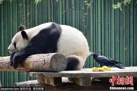 调皮乌鸦拔大熊猫毛发搭窝 画面令人忍俊不禁图片