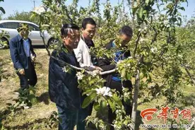 大范围降温致咸阳多地果树遭灾图片