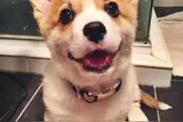 辨别犬瘟有妙招 知名宠主牛野关爱“小毛孩”图片