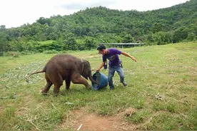 泰国小象与饲养员玩耍 开怀大笑尽显纯真图片