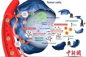 中国科学家首次提出“纳米催化医学” 可应用于肿瘤治疗图片
