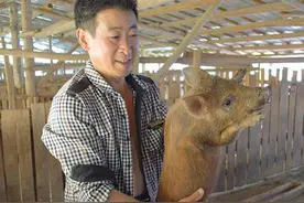 覃仕军：家猪野猪联姻混搭养殖“钱景”广图片