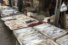 烟台人吃海鲜最好的时节到了！个个肥美，鲜，价低！图片