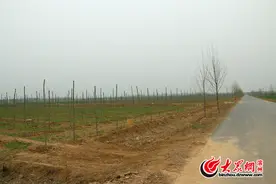 网传滨州高新区强征土地植树 记者调查实为自愿流转图片