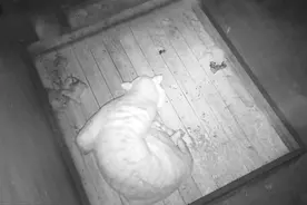 一只 两只 三只……五只！珍稀雪虎产下罕见五胞胎