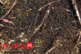 南京紫金山上狭路相逢，黑蚁棕蚁为抢“山头”鏖战图片