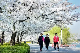 胶州市三里河公园樱花盛开，游人赏花忙图片