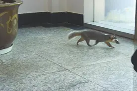 鼻子似猪脸像鼠 珍稀动物鼬獾闲逛营业厅图片