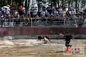 武义斗兽场 猎犬战野猪图片