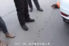 小狗过马路没拴绳被撞死 司机：我守法的凭什么赔？图片