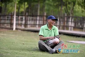 大雁“灰灰”回家记图片